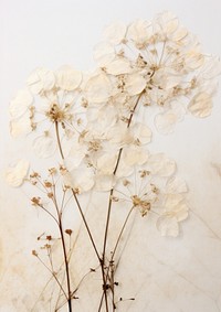 Pressed a white gypsophila flower plant fragility.