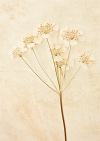 Pressed a white yarrow flower plant paper.