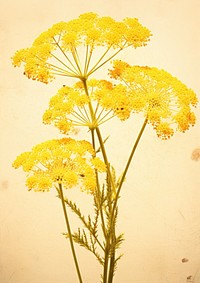 Pressed a yellow yarrow flower plant inflorescence.