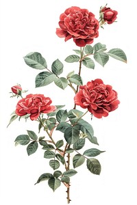 A japanese roses flower plant petal.