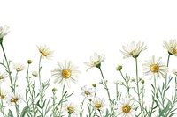 Daisy backgrounds flower plant.
