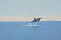 Orca jumping dolphin animal mammal.