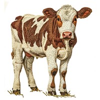 A Cow cow livestock mammal.