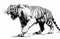 Roaring tiger drawing wildlife animal.