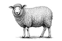 Sheep drawing livestock animal.