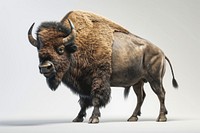 American Bison bison livestock wildlife.