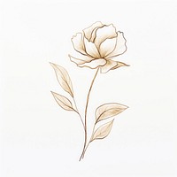 Watercolor flower with gold outline sketch line stroke pattern drawing plant.