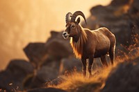 Ibex grazing on rocky desert mountain cliff wildlife livestock animal. AI generated Image by rawpixel.