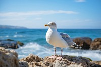Seagull standing on the rock near the beach wildlife outdoors nature. AI generated Image by rawpixel.
