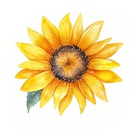 Sunflower in Watercolor style plant white background inflorescence.