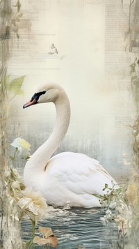 Wallpaper ephemera pale swan animal bird reflection.