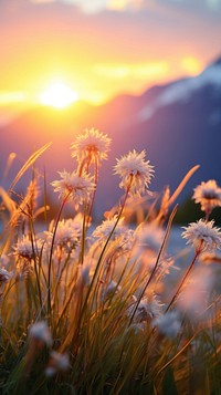  Nature flower grass sun. AI generated Image by rawpixel.
