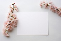 Postcard  blossom flower petal.