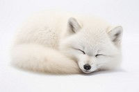 Arctic fox wildlife sleeping mammal.
