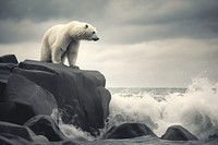 Polar bear on a black coastal rock wildlife outdoors nature. AI generated Image by rawpixel.