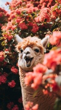  Alpaca in the flower bush animal mammal nature. 