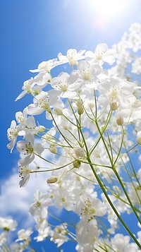  Boquet of a gypsophila sunlight nature sky. AI generated Image by rawpixel.