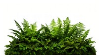 Layer of ferns nature plant leaf. AI generated Image by rawpixel.