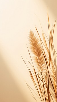  Dry grass sunlight plant backgrounds. AI generated Image by rawpixel.