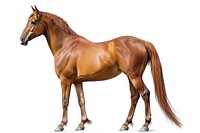 Arabian horse mammal animal herbivorous.