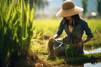 Vietnam woman field outdoors nature.