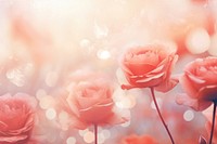 Red pastel rose pattern bokeh effect background backgrounds outdoors flower.