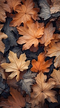 Texture Wallpaper leaves plant maple.