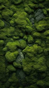 Texture Wallpaper moss outdoors nature.