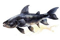 Black Catfish animal white background underwater.