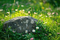 Podium material tree stone dry flowers backdrop packaging  nature field green.