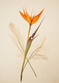Real Pressed a Bird of paradise flower plant petal.