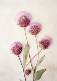 Real Pressed a gomphrena flower thistle petal.