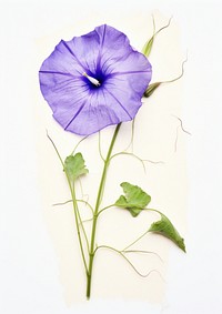 Real Pressed a Morning Glory flower petal plant.