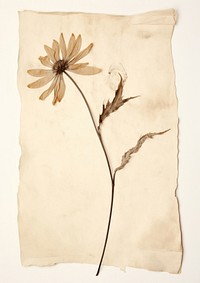 Real Pressed a Wildflower plant paper art.