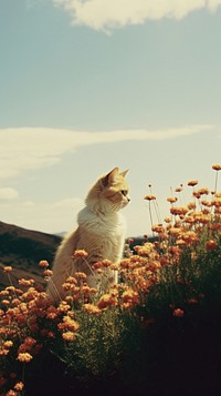 Photography of minimal a cute cat with hillside landscape outdoors animal mammal.