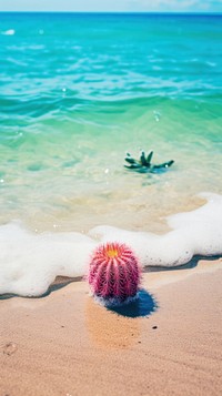 Photography of minimal a cute cactus with japan beach outdoors nature summer.
