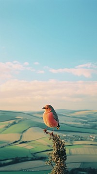 Photography of minimal a cute bird with hillside landscape outdoors nature animal.