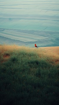 Photography of minimal a cute bird with hillside landscape grassland outdoors nature.
