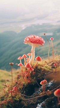 Photography of minimal a cute Mushroom with hillside japan landscape mushroom outdoors nature.