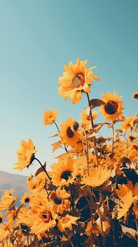 Photography of minimal cute sunflowers with hillside landscape outdoors nature plant.