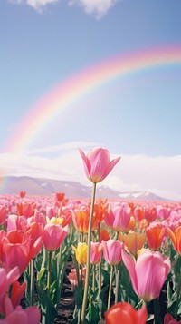 Landscape rainbow tulip outdoors.