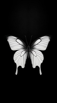 Photography of butterflys black white monochrome.