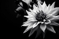 Photography of black and white flower petal plant inflorescence.