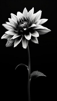 Photography of Black flower petal plant white.
