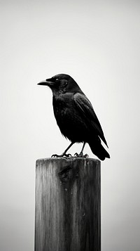 Photography of crow blackbird animal monochrome.