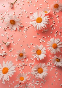 A0 poster packaging  daisy backgrounds flower.