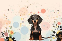  Cute background dachshund animal mammal. 