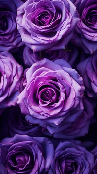 Cute purple roses background backgrounds flower petal.