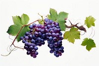 Grape vine grapes purple plant.