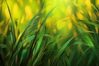 Grass abstract background backgrounds outdoors nature.